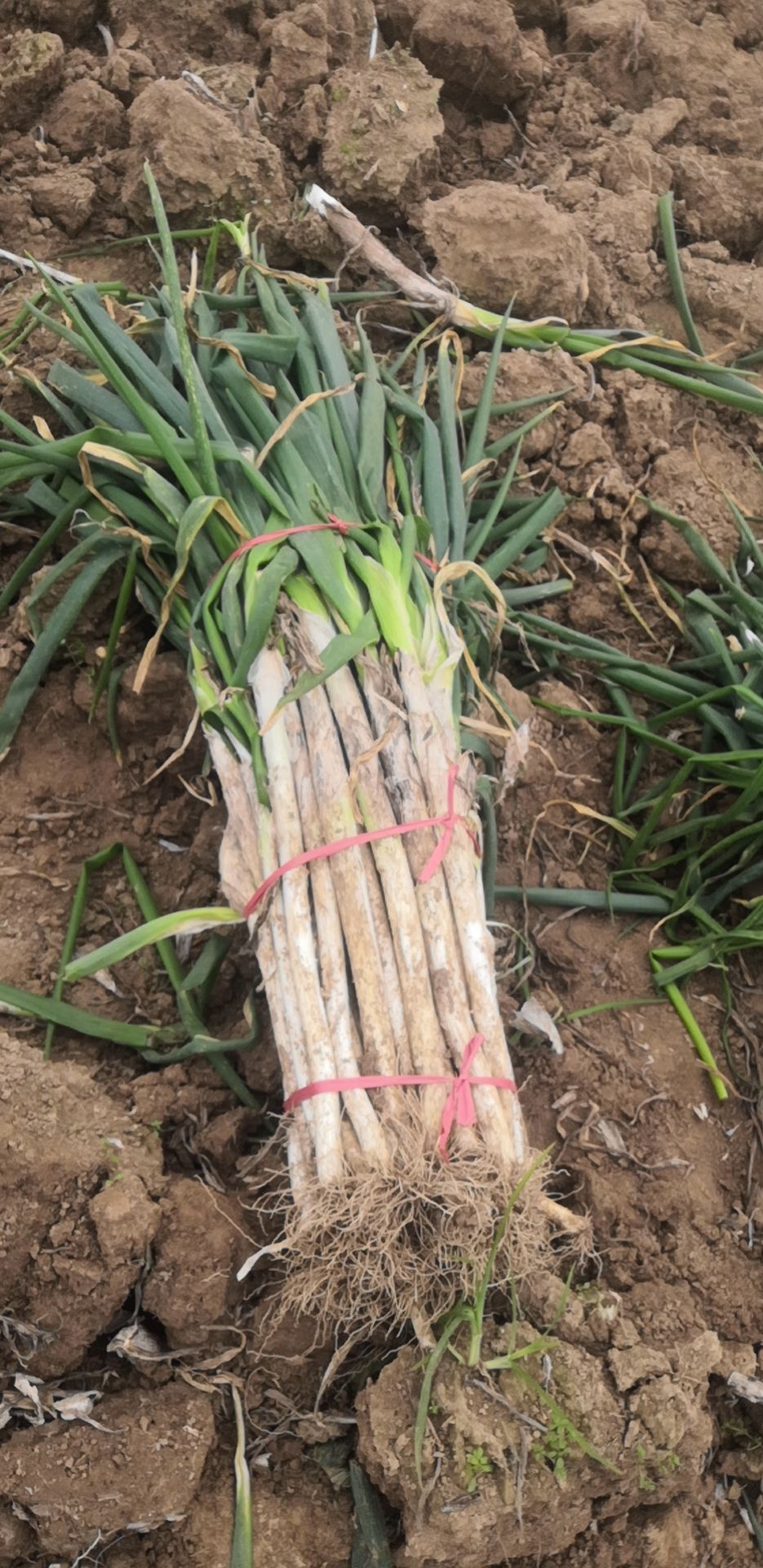 钢葱 刚葱开始上市了还有长白大葱有要的联系