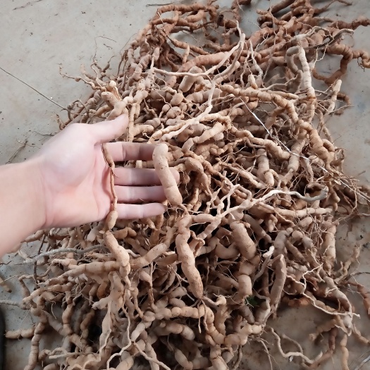 德庆县巴戟天