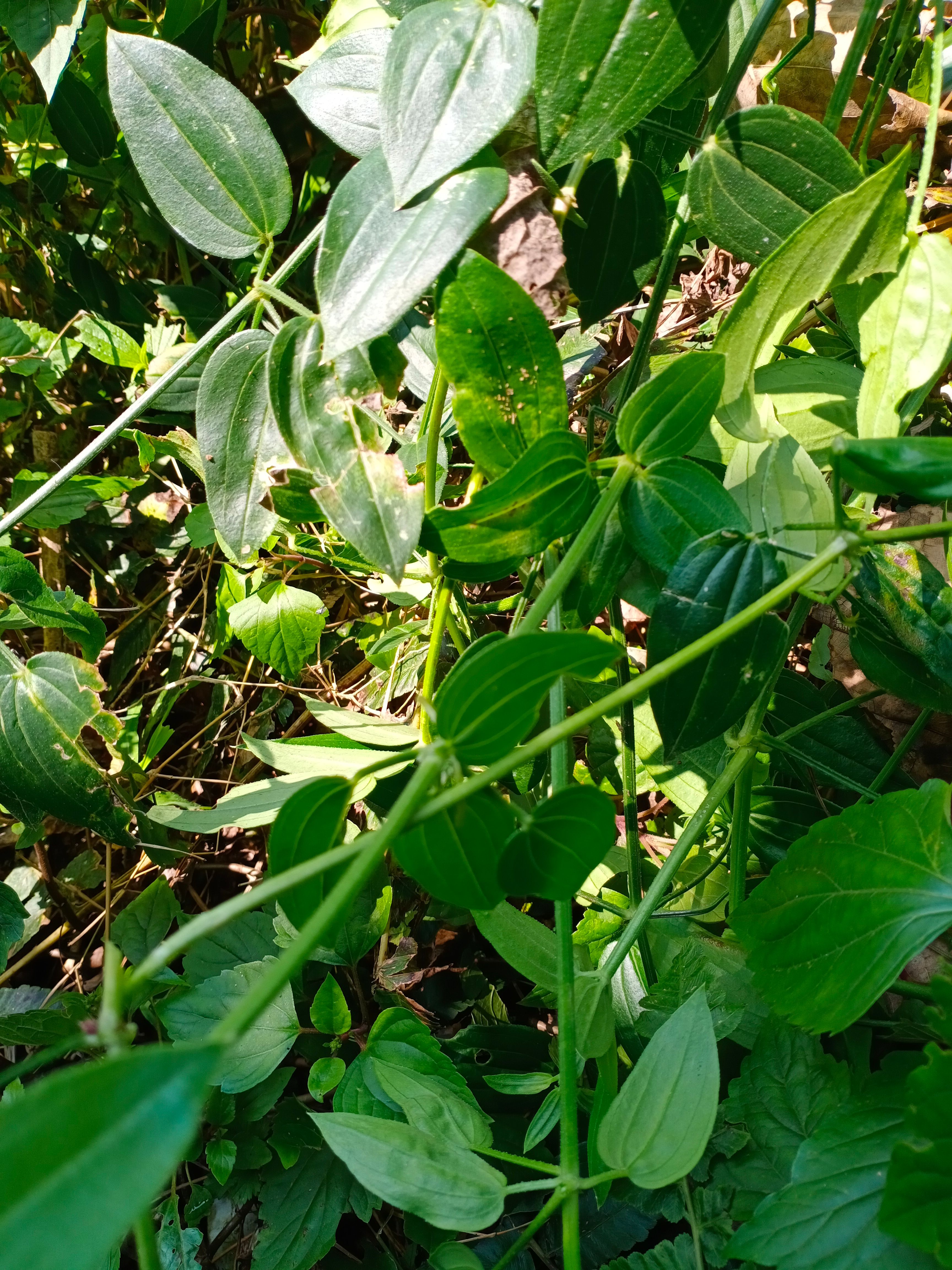 大茜草藤