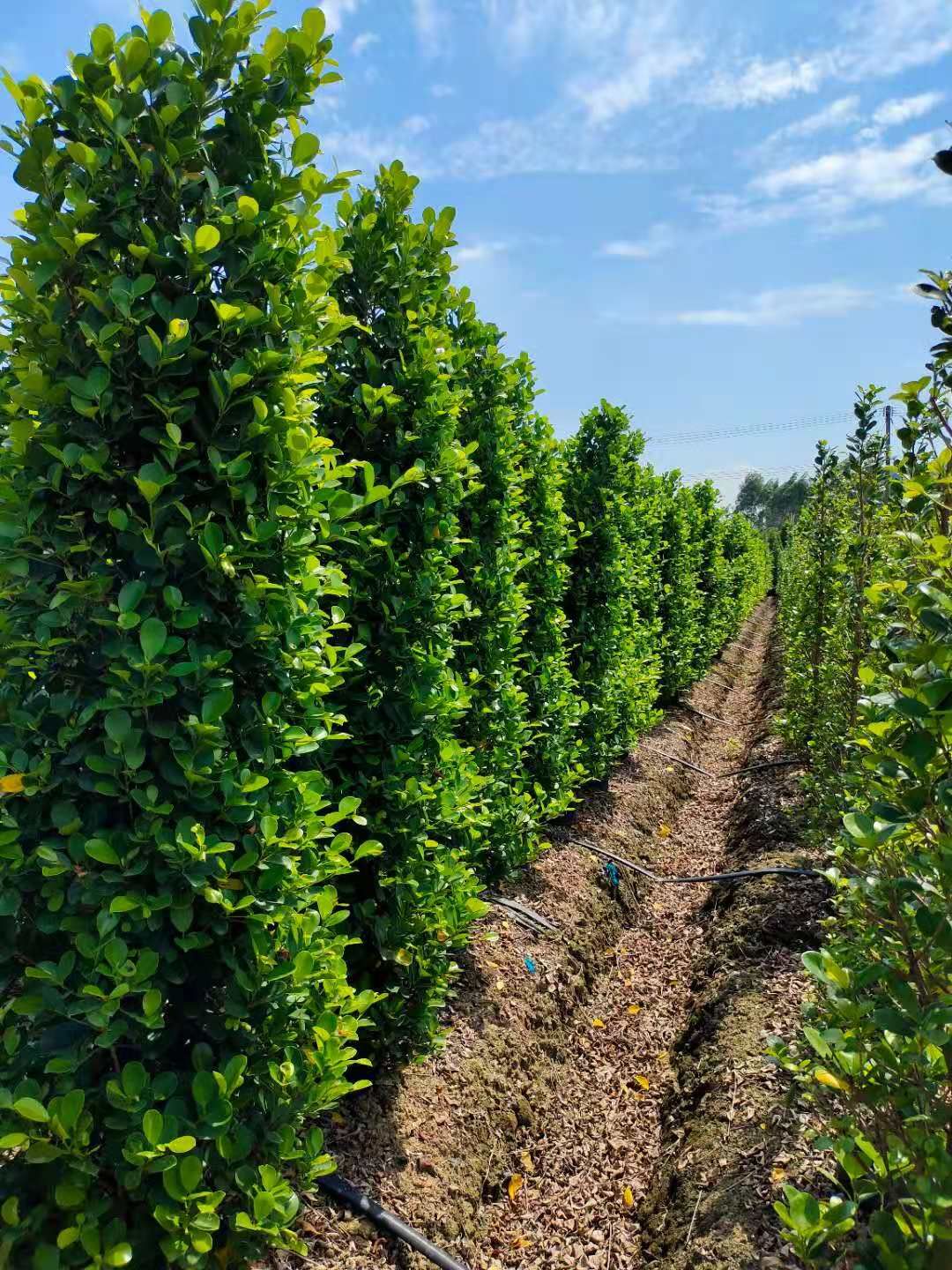 小赵金钱榕种植基地
