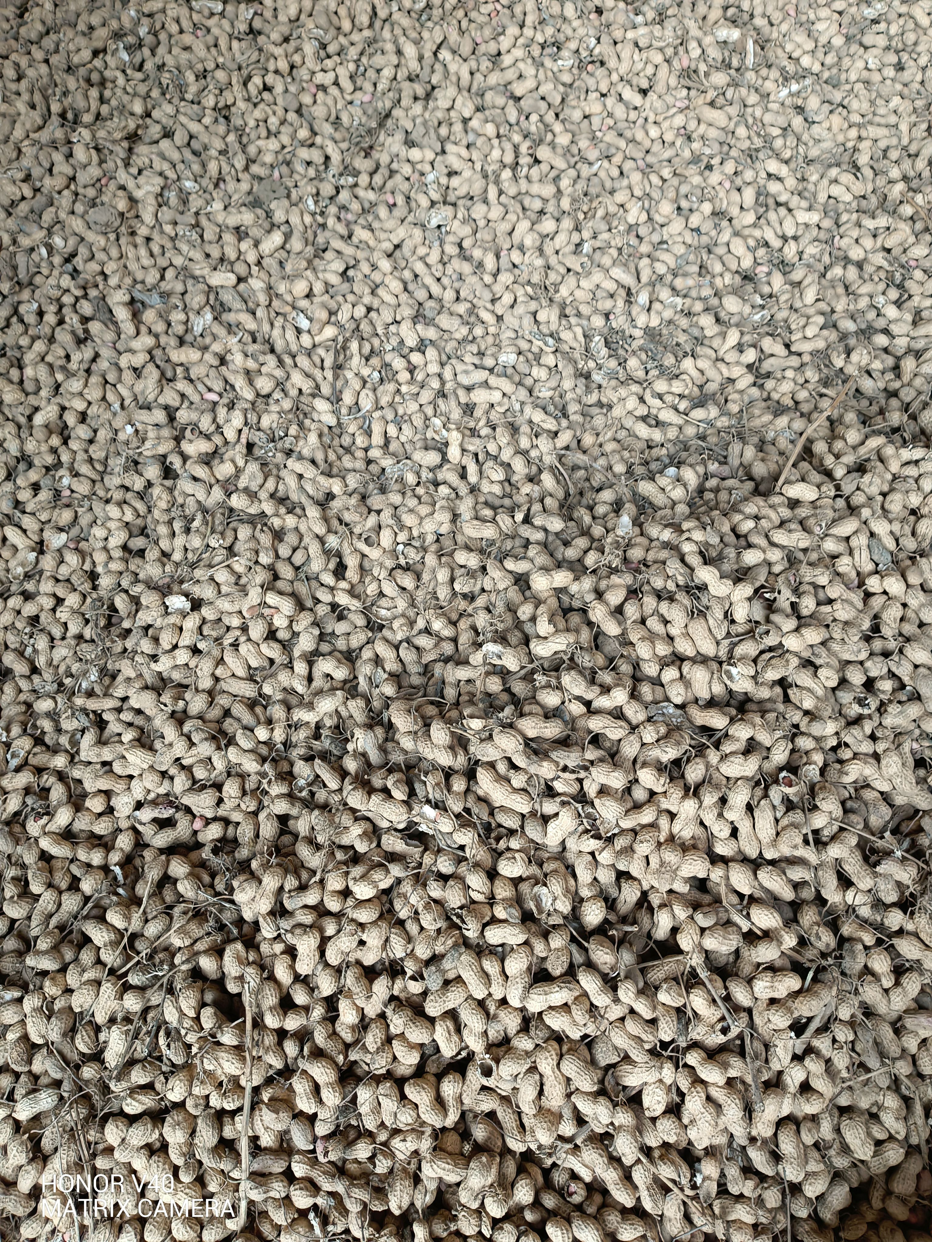 鲁花花生 带皮花生，自家种植，精心护理