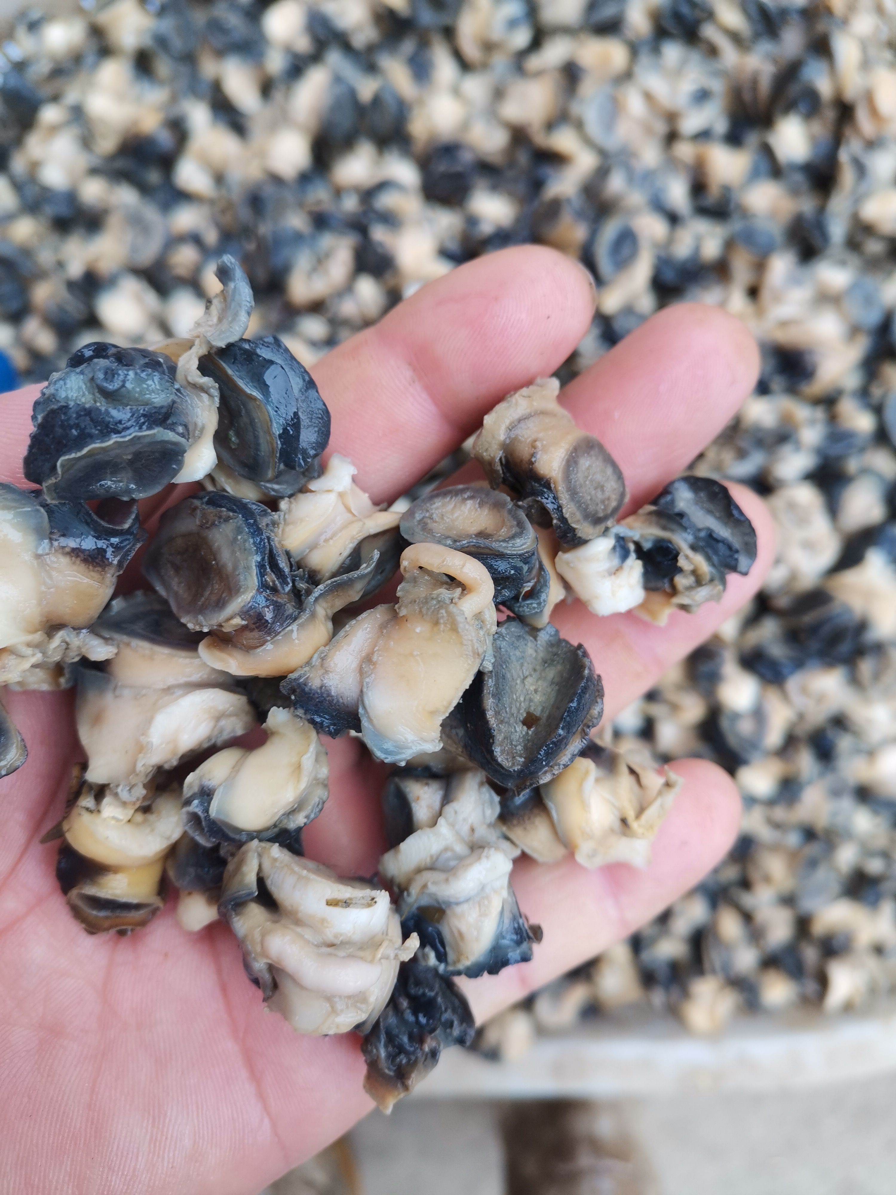 田螺肉冰冻田螺肉统货