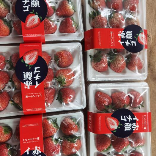 西昌市【现货】2023冬季红颜草莓