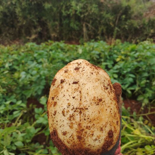 陆良县丽薯6号