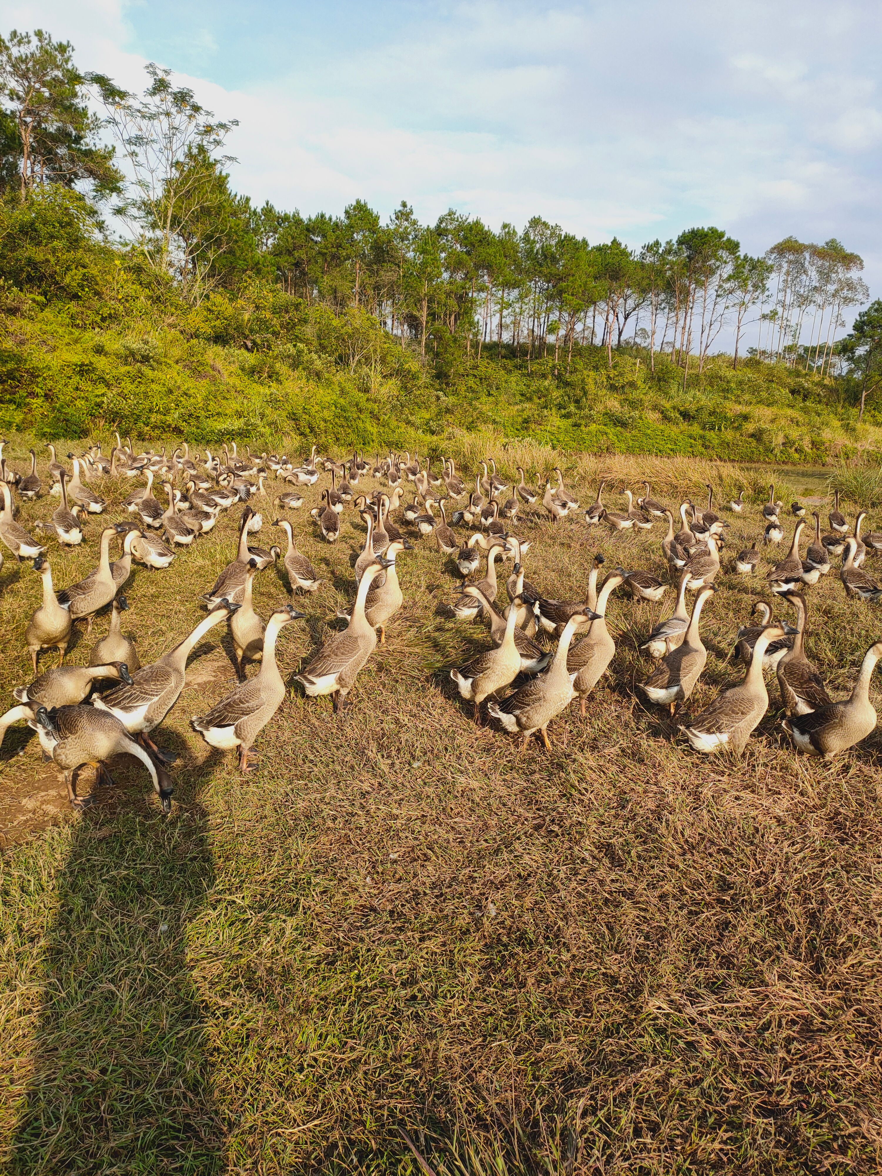 马岗鹅  全生态放养