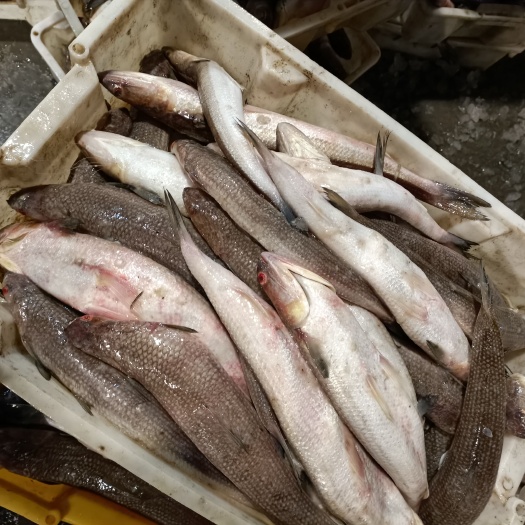  新鲜海捕梭鱼深海小梭鱼沙丁鱼冷冻海鲜海产品批发