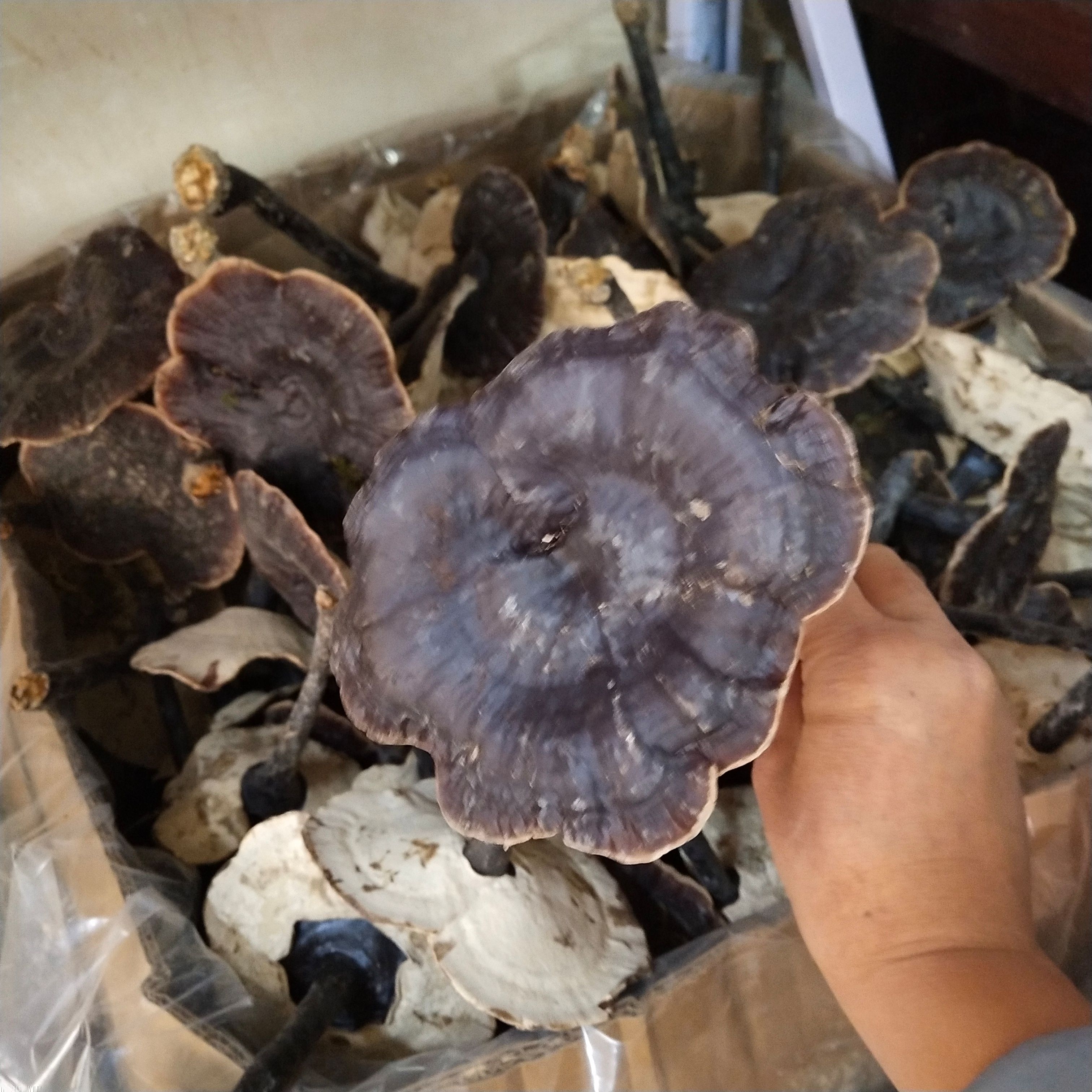 金边白底灵芝500克包邮金边灵芝干货非紫灵芝黑灵芝红灵芝批发