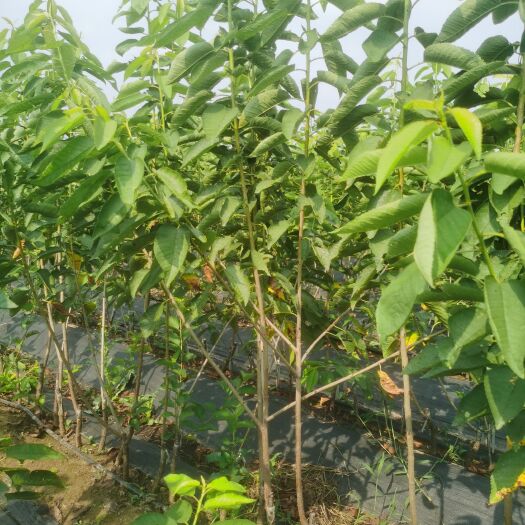 泰安俄罗斯8号樱桃苗 大樱桃苗