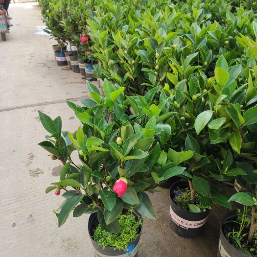 广州茶花树 批发四季茶花，夏日七星一个木箱8棵，怀金拖紫一个木箱28棵