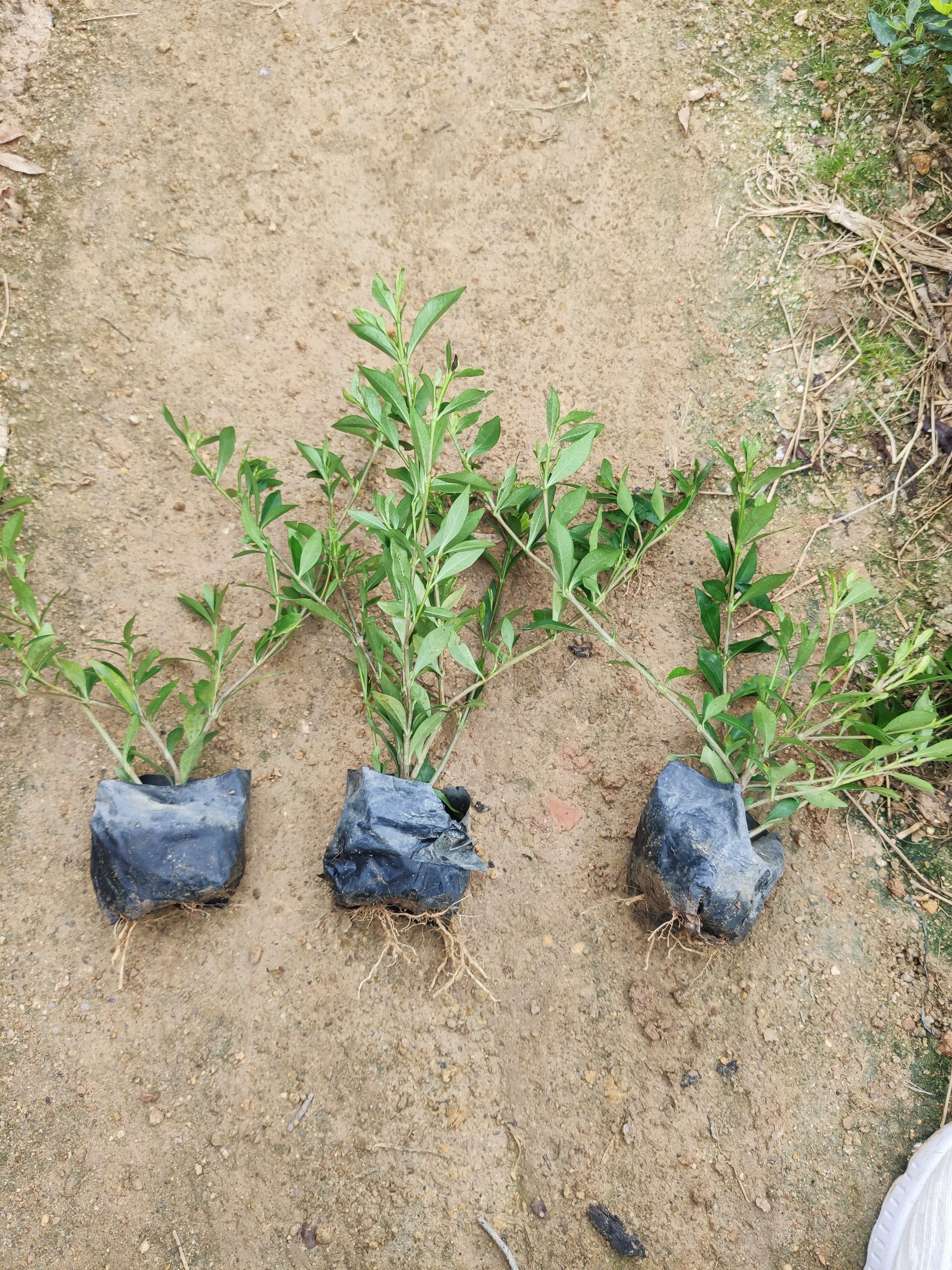 小叶栀子 袋苗 杯苗 福建 批发 供应