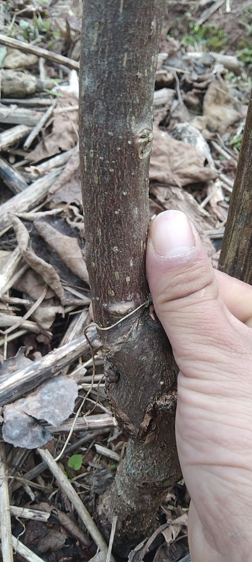 苍溪红心猕猴桃苗  红心猕猴桃挂果大树出售，1.5－2公分