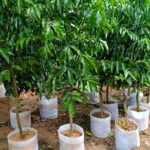 灵山县顺锋果苗场，供应2公分头径大苗黑金刚黄皮果苗！