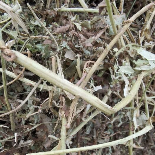 正阳县 优质花生秧草料保质，保量，三无
