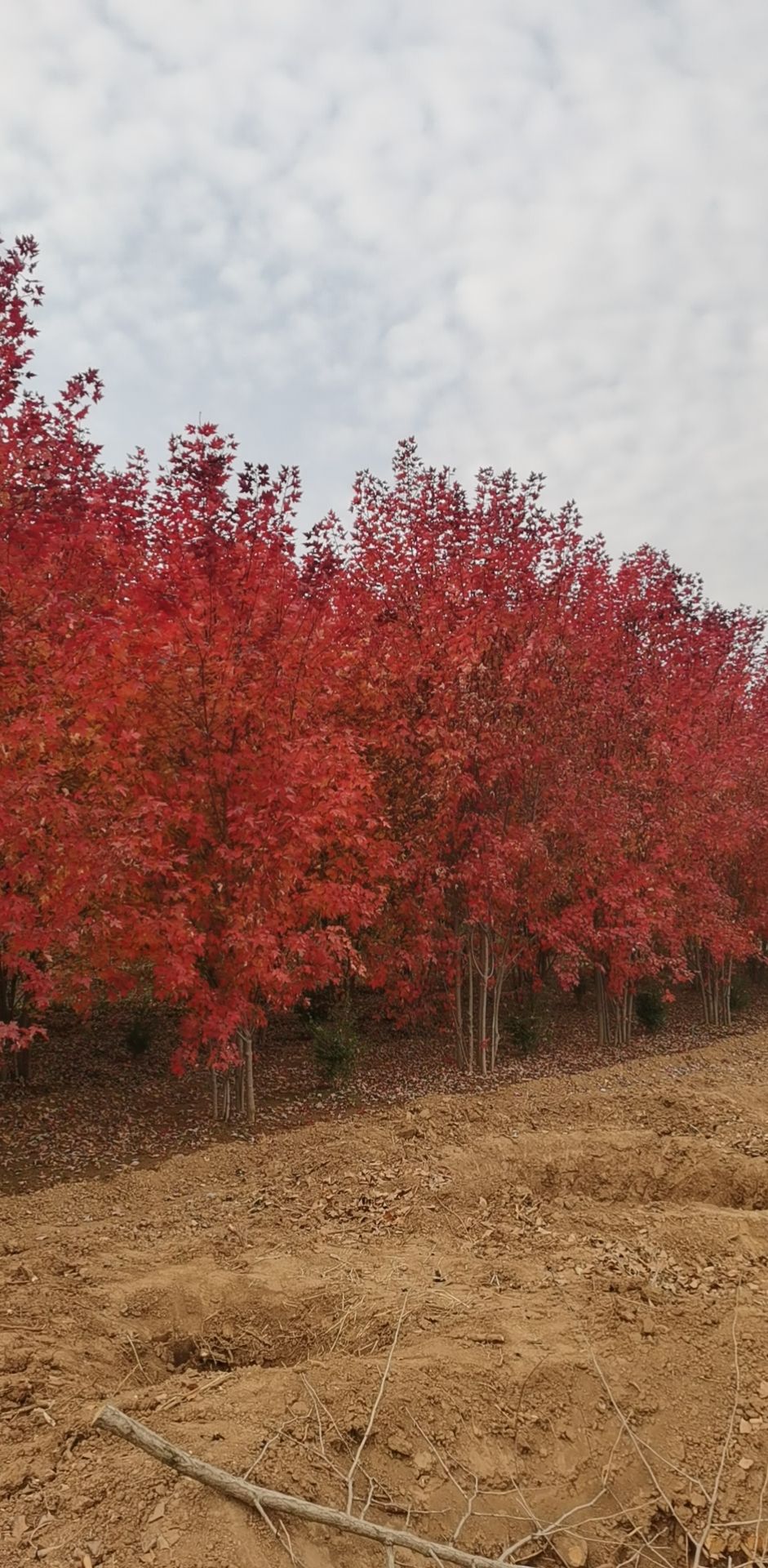 美国红枫，红冠，十月光辉，红点，娜塔莉，多种绿化苗木