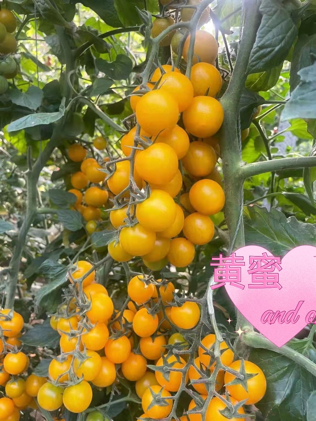 黄蜜小黄番茄种子口感好西红柿种子