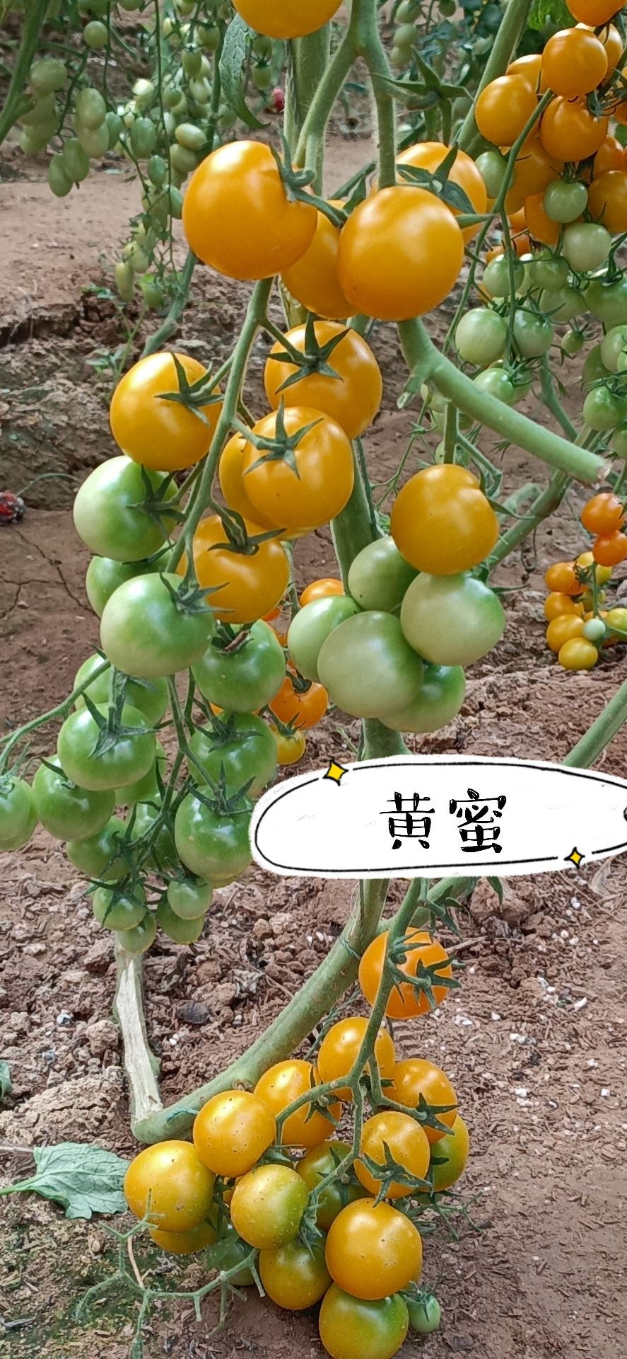 黄蜜小黄番茄种子口感好西红柿种子