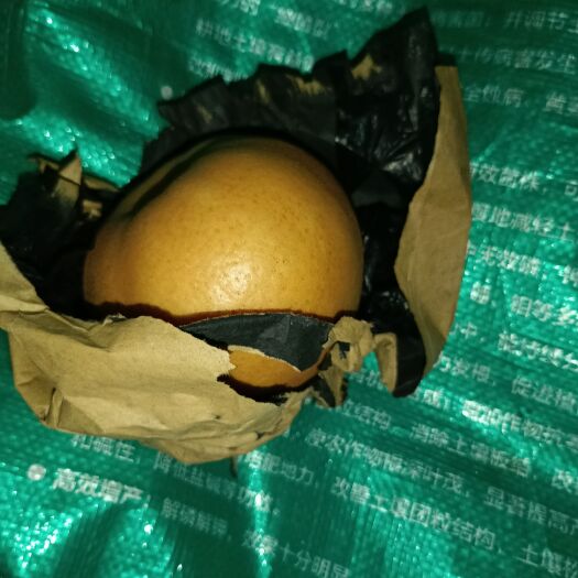 中牟县 红梨