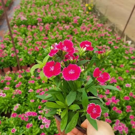 宜良县欧石竹  石竹双色盆，小盆，花海苗大量供应