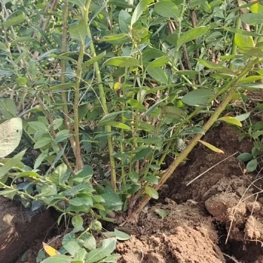 肥城市高从蓝莓苗  2-3年蓝莓地栽苗大杯苗 莱克西 智利杜克 薄