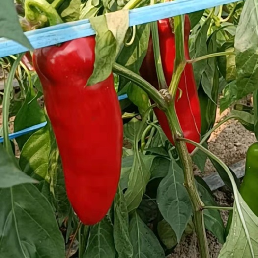 芜湖正宗芜湖红辣椒，品质保证，30万亩产地，量大从优，欢迎咨询