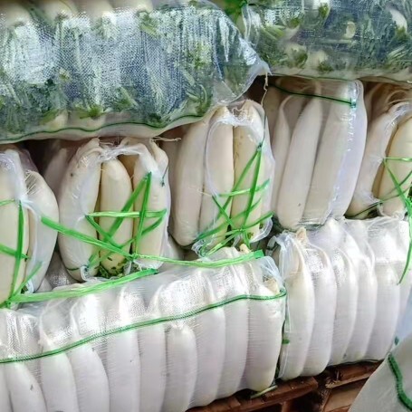 寻甸县 精品冷库白萝卜