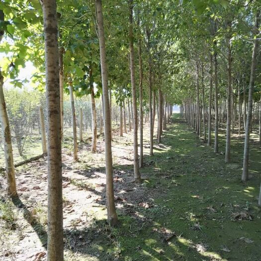 德州法国梧桐 白蜡法桐各种规格大量供应