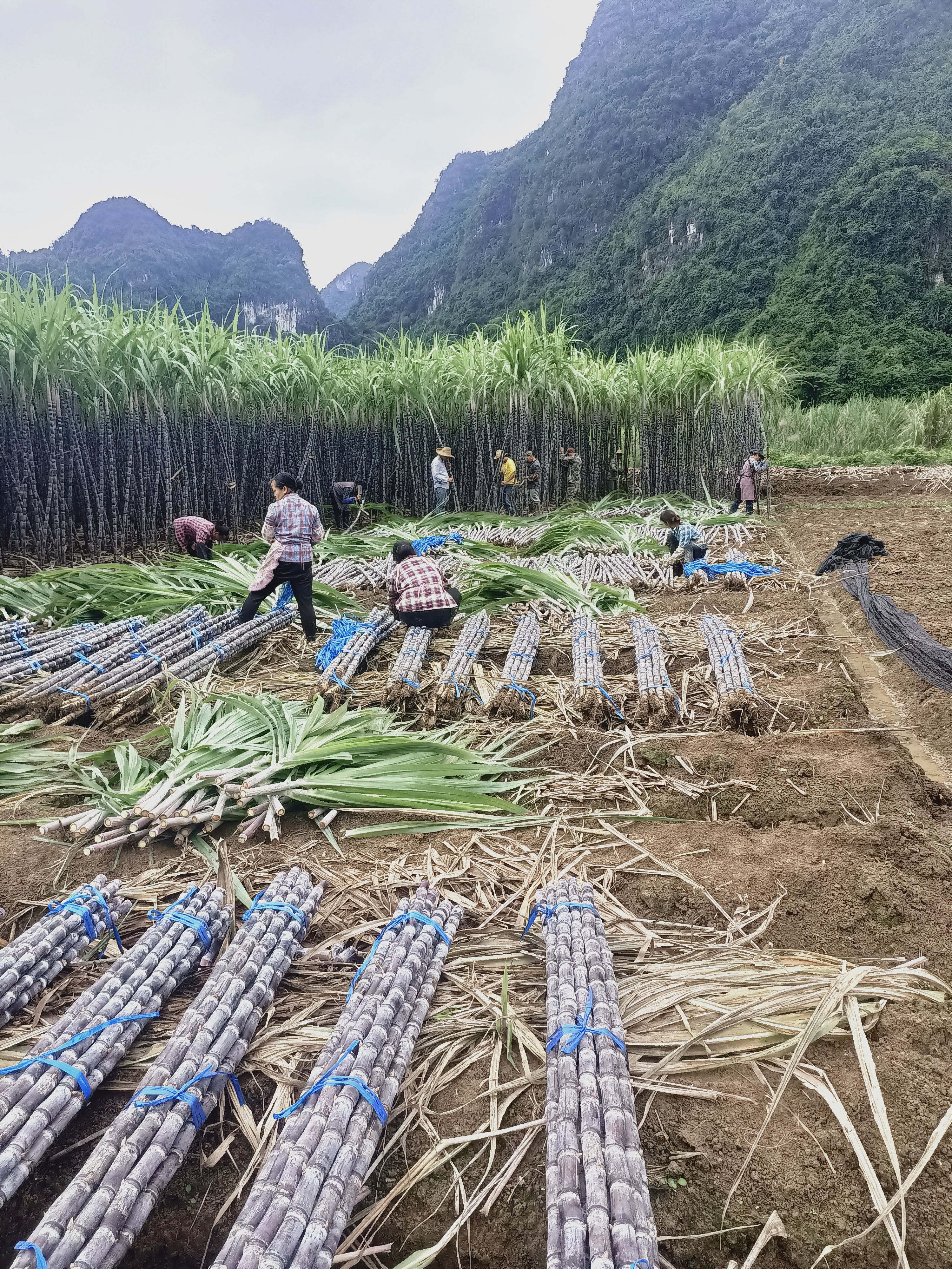  甘蔗大量有货，有需要老板联系