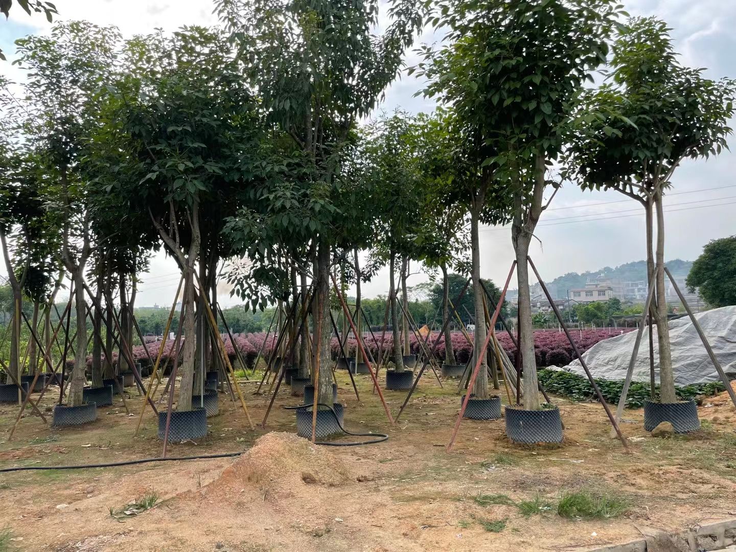  洋红风铃木15-18公分