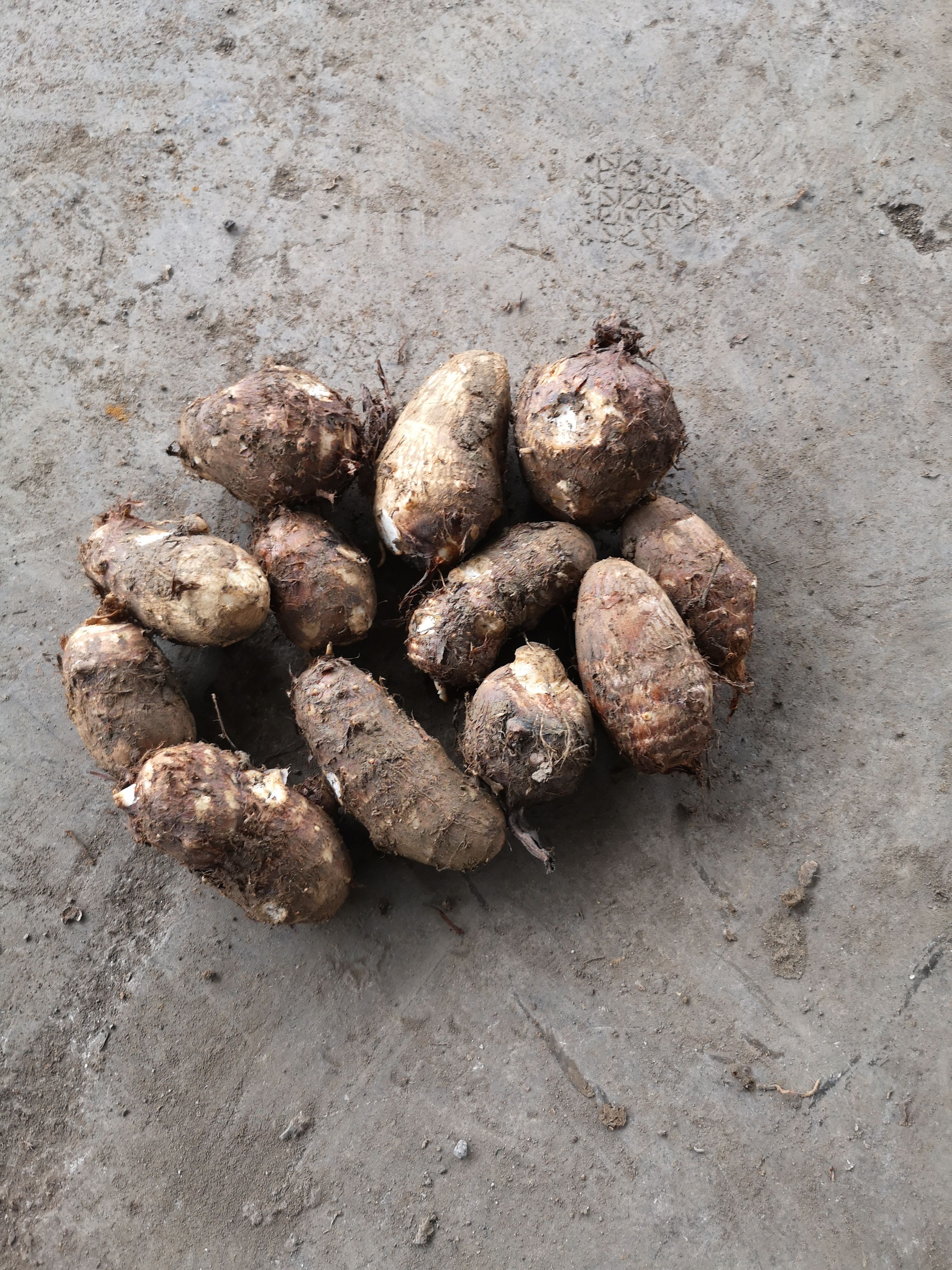 毛芋头  正宗农村乌芋头，量大，价格便宜。欢迎来电咨询。