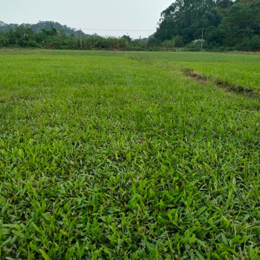 佛山大叶油草  绿化草皮大叶油