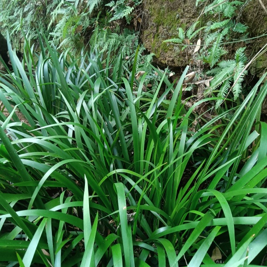 浏阳市大量供应深山沟边石菖蒲种苗