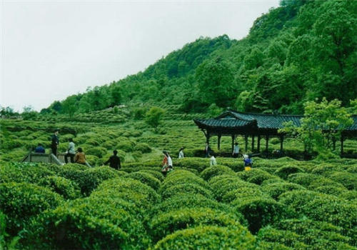 茶 雅安茶叶绿茶（扁条）精选雀舌<照图片款发>
