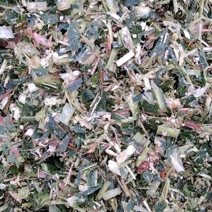 任丘市玉米青贮 散装黄贮