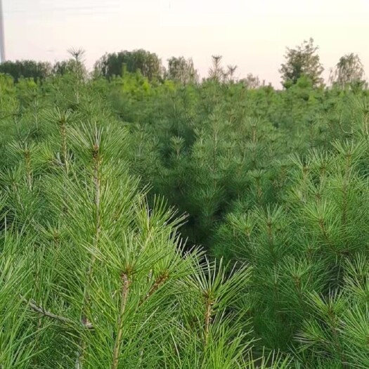 开封开封2.5 - 4.5米白皮松基地 量大低价 直销 发货快