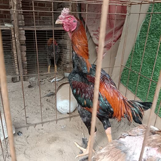中牟县斗鸡，长期养殖出售各种斗鸡，鸡苗，鸡蛋，需要可以联系我