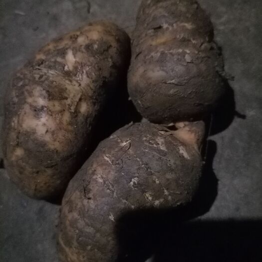 绥阳县乌天麻 天麻