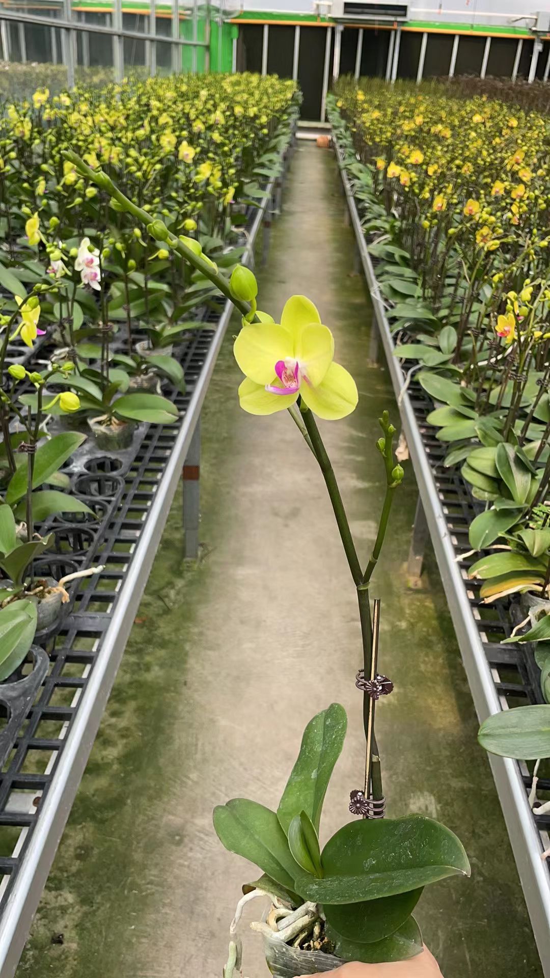 预售7-10天开花1-3朵蝴蝶兰