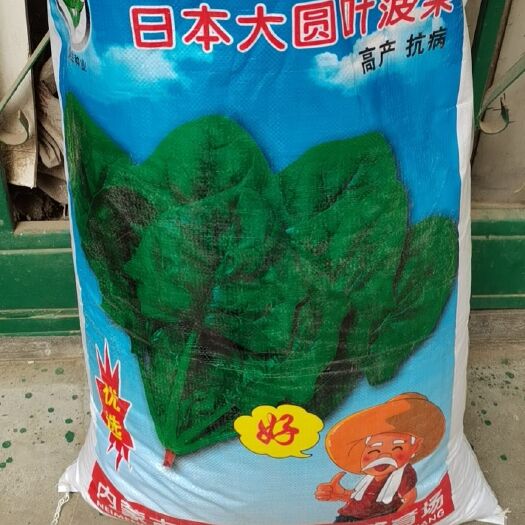 德州圆叶菠菜种子 内蒙五原大圆叶菠菜种，抗病高产，耐抽苔需要的抓紧抢购。