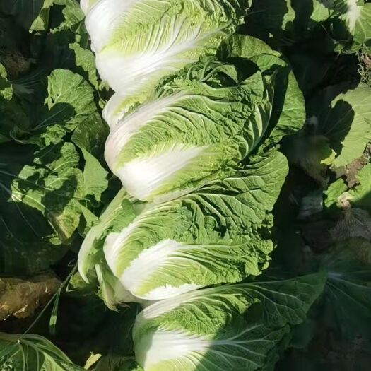 黄心大白菜 白菜
