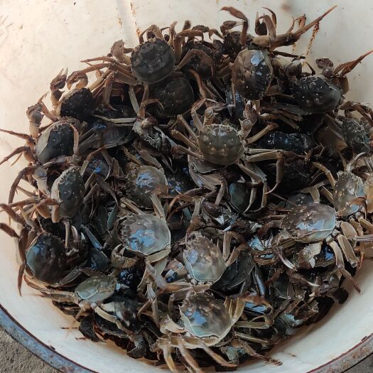 江阴市自家养殖大闸蟹