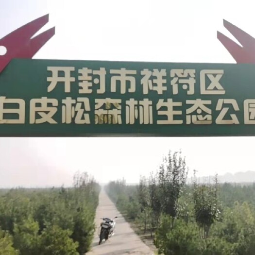 开封河南开封最大白皮松基地 占地3000多亩