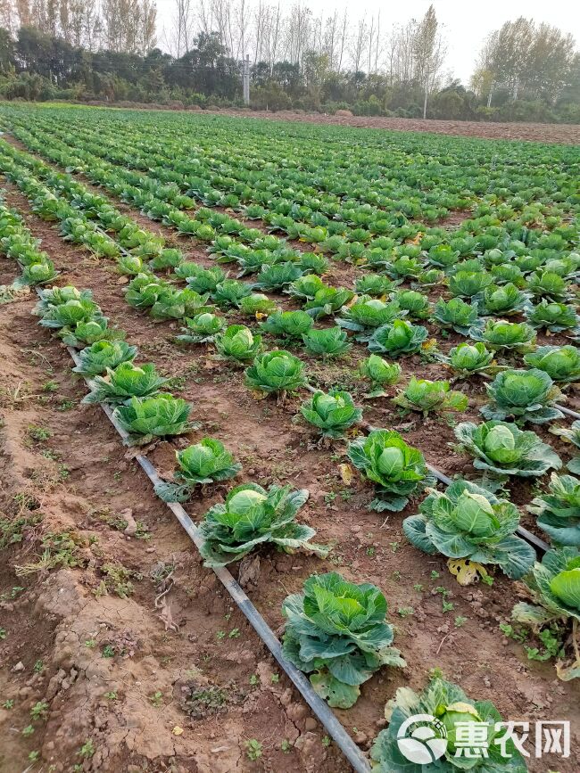 大叶菠菜 甘兰，青梗，波菜