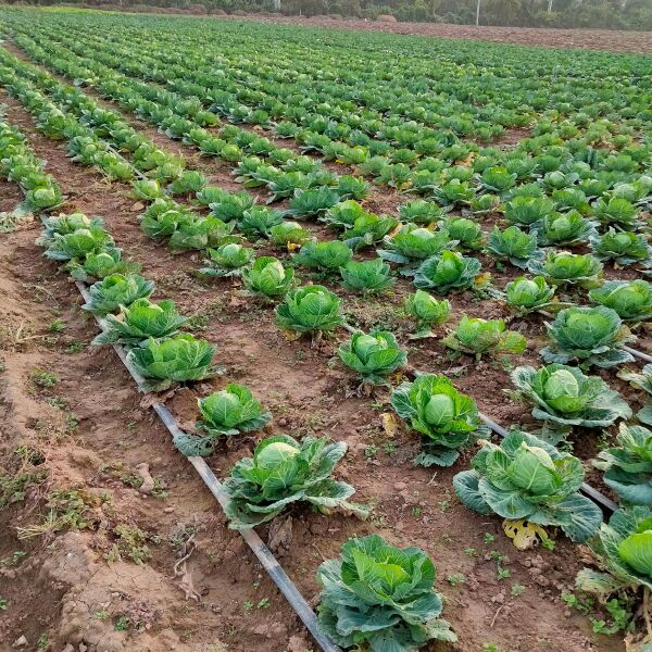 大叶菠菜 甘兰，青梗，波菜