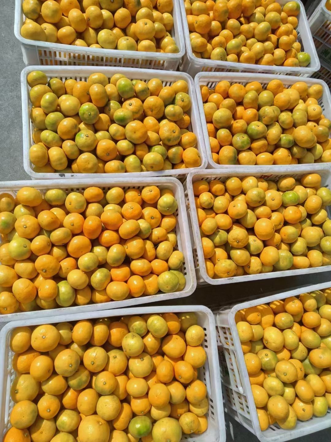 湖南石门蜜桔 中国柑桔之乡 自家种植  口感甘甜  皮薄多汁