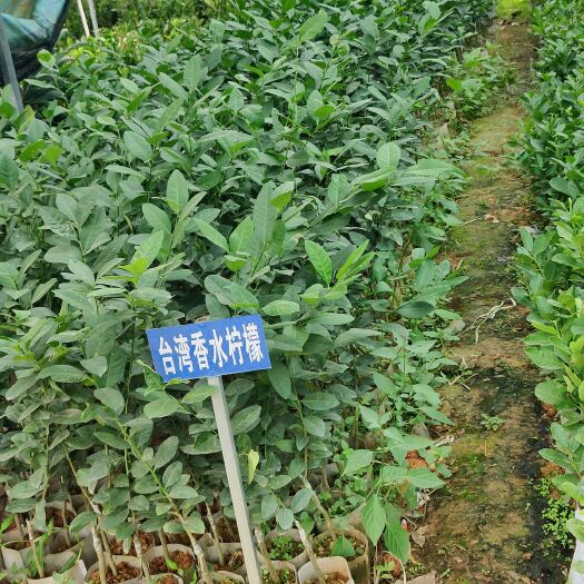 灵山县柠檬苗树苗四季无核香水柠檬苗无籽阳台庭院盆栽地栽当年结果树苗