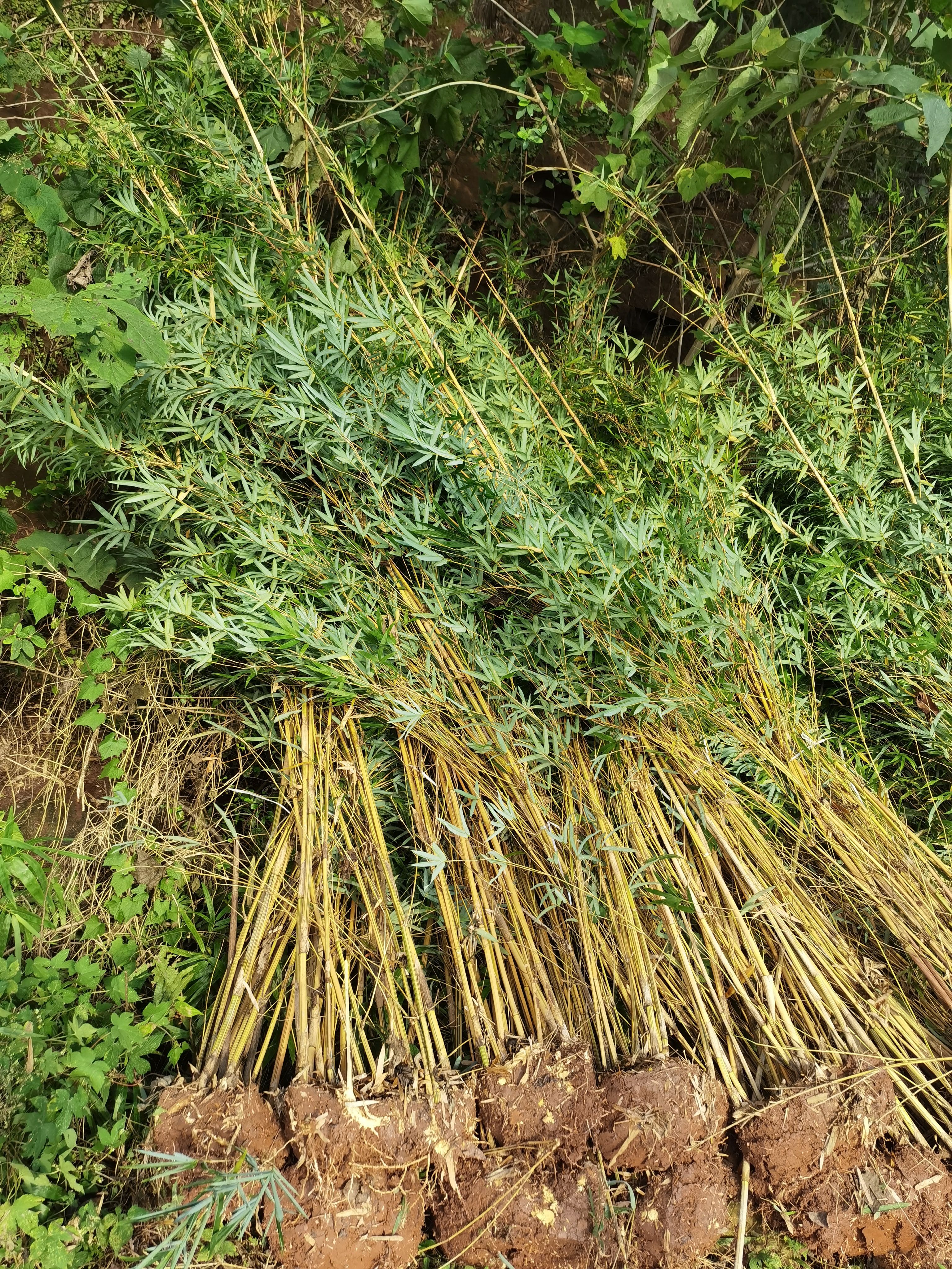 小琴丝竹 琴丝竹