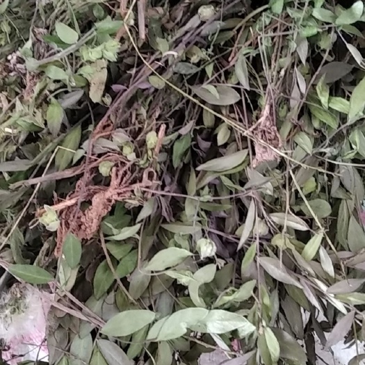 瓜子金 大别山特产批发零售