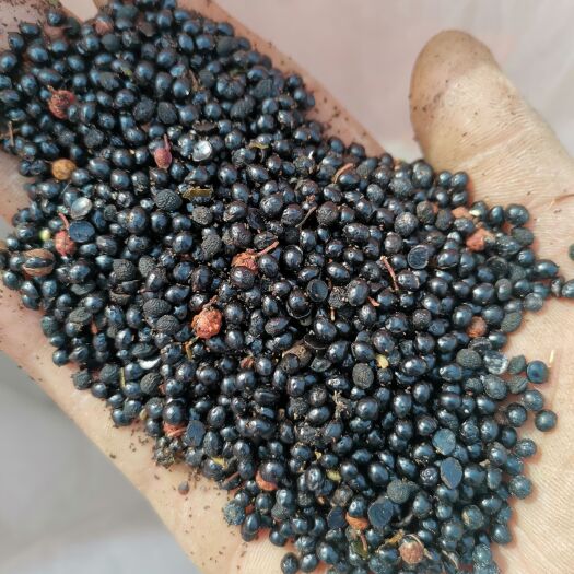 林州市 花椒种子