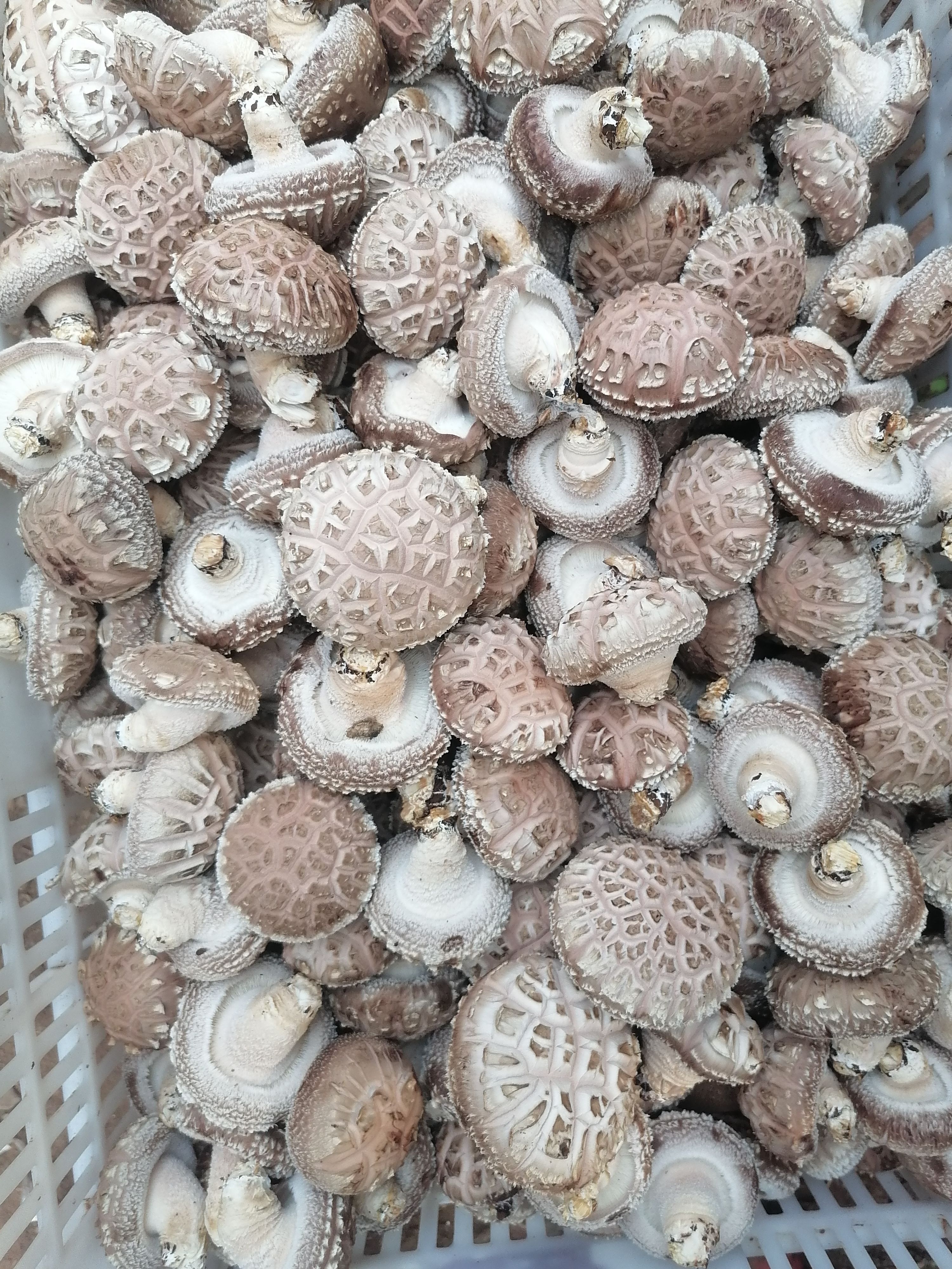 花菇 河南省洛阳市汝阳县 鲜香菇 