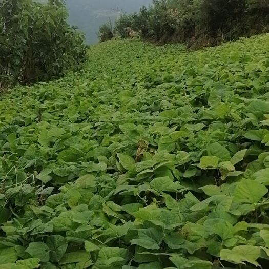 冕宁县凉薯 豆薯